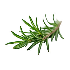 Fototapeta premium A close up of a sprig of rosemary