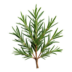 Obraz premium A branch of a rosemary plant