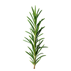 Fototapeta premium A single rosemary plant