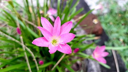 Fototapeta premium Beautiful Pink Rain Lily Flower - Close-Up Shot of Zephyranthes Minuta in Bloom - Natural Background, High-Quality Wallpaper, Blurred Soft Focus