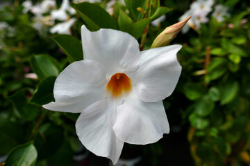 Dipladenia in weiß