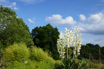 Obraz premium Yucca filamentosa
