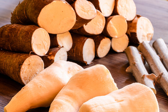 Cassava, also called manioc, yuca, balinghoy, mogo, mandioca, kamoteng kahoy, tapioca and manioc root, a woody shrub of the Euphorbiaceae family native to South America.