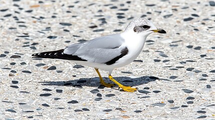 Seabird on a stone surface