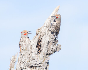 Two Northern Flickers in a heated argument.