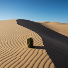 Cactus on a Sand Dune Under Bright Sunlight