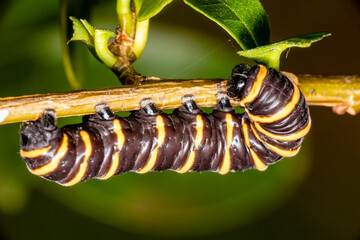 Caterpillar eating leaf on a tree
