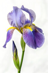 iris flower isolated on white
