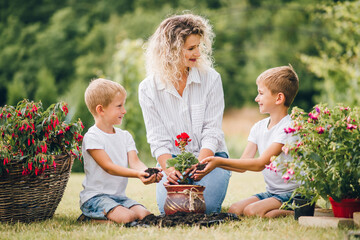 Two young sons help their mother plant flowers in flowerpots. Gardening Day, planting flowers. Mom...