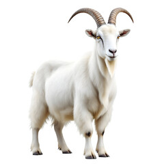 Obraz premium A full body shot of a white mountain goat isolated against a plain black background looking forward