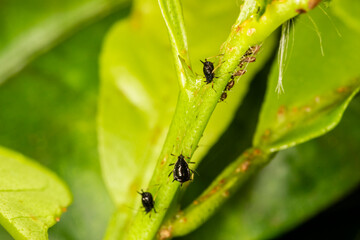 Small aphid on a green leaf in the open air