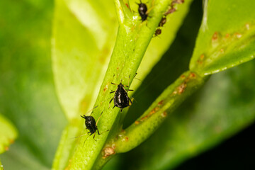 Small aphid on a green leaf in the open air