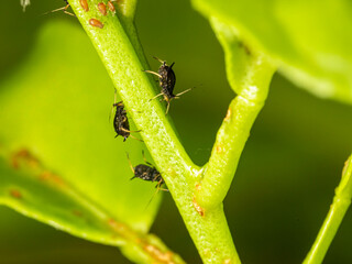 Small aphid on a green leaf in the open air