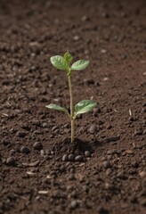 Bean seed sprouting in rich soil, early growth stage,  vibrant,  development,  spring