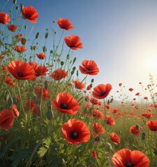 Obraz premium Vibrant red poppies bloom in a sun-drenched summer meadow , summer meadow, peaceful, meadow
