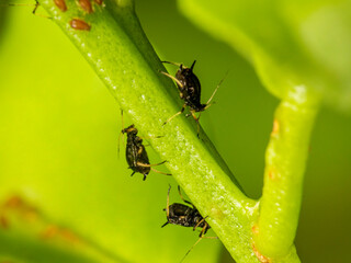 Small aphid on a green leaf in the open air