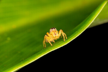 Small jumping spider on green leaf