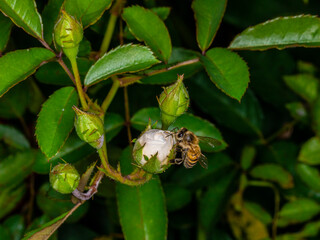 Bee europe (Apis mellifera) on Rosebud