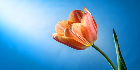 tulip on blue background