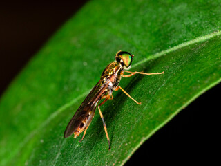 Macro photography of small insects