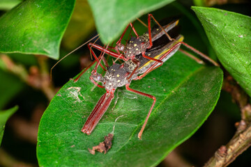 Macro photography of small insects