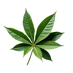 A top view of a green leaf