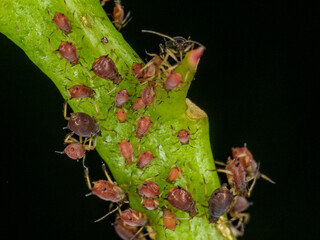Aphids or plant lice are tiny insects that feed on plant sap, the aphidid superfamily, or Aphidoidea