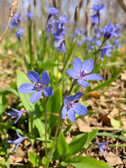 Blue spiderwort flowers in early spring