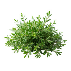 A close up of a bunch of green leaves