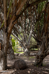 Big cactuses in a botanical garden, Gran Canaria, Spain