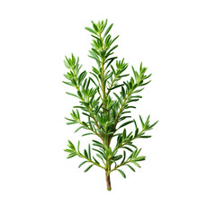 Fototapeta premium A watercolor illustration of a rosemary plant