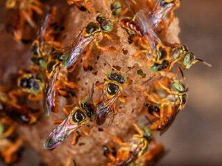 Macro photograph of the entrance to a swarm of the Brazilian Jatai bee