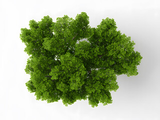 Fototapeta premium 3d Photorealistic green tree cluster, top view, isolated on white backdrop