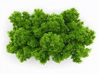 Fototapeta premium 3d Photorealistic green tree cluster, top view, isolated on white backdrop