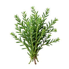 Fototapeta premium A bunch of green leaves