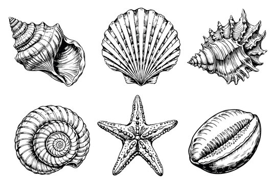Hand drawn set of seashells and starfish in vintage engraving style isolated on white background