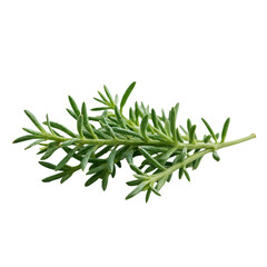 A close up of a green plant