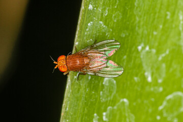 Naklejka premium Macro photograph of a Lauxaniidae insect perched on a leaf.