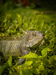 Fototapeta premium Iguana posing on the leaves while feeding.