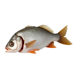 A fish with its mouth open