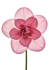 Roseate Reverie AI Generated