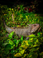 Iguana posing on the leaves while feeding.