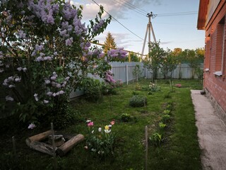 flowers in the garden