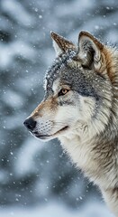 Fototapeta premium Winter's Gaze: A Wolf's Portrait