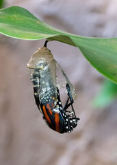 Monarch butterfly with orange, black and white spotted  wings emerges from its clear chrysalis...