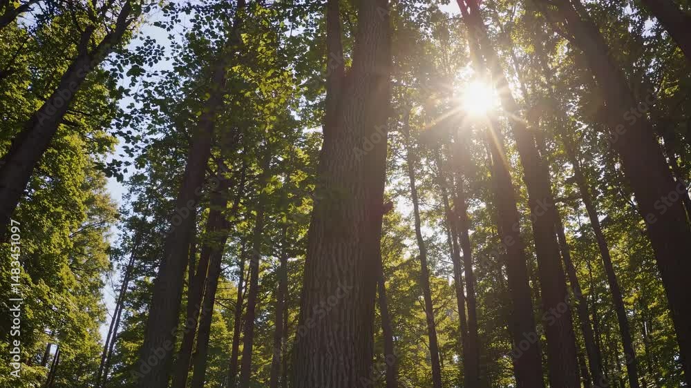 Poster sunlight filters through leaves of tall trees in a lush forest, creating a peaceful and serene atmos