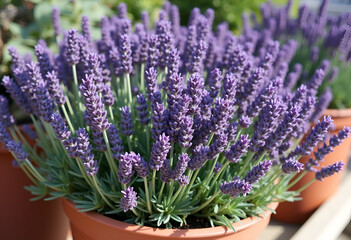 Naklejka premium bunch of lavender