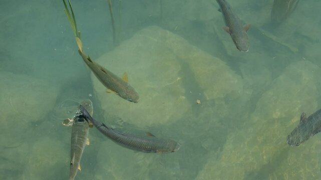 Mediterranean mullets in the canal near the sea. Warm water. Peniscola, Castellon, Spain. Top view.
