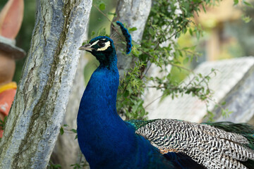 Colorful Peacock in Lush Greenery on a Sunny Day A vibrant Indian peacock with iridescent blue and...