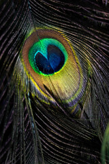 Detailed close-up of iridescent peacock feathers showing vibrant blue, green, and gold eyespots...